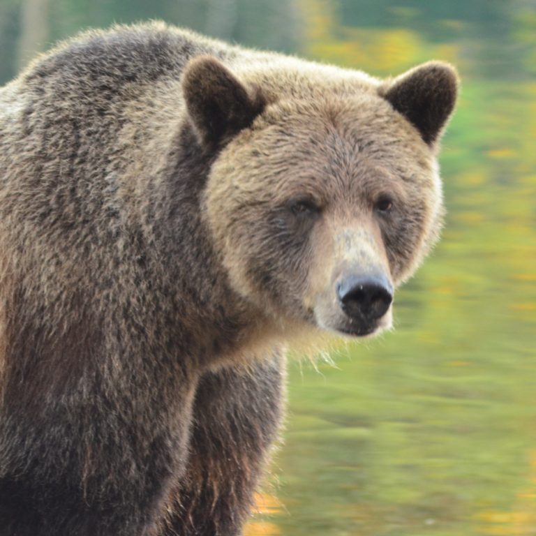 Restoring Grizzly Bears To The North Cascades - The National Wildlife ...