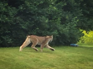 Protecting the Canada Lynx  Vermont Law and Graduate School