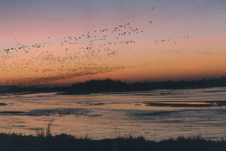 Sandhill cranes flying over the Platte River at dawn. Photo by Duane Hovorka, NEWF