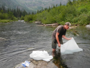 Bull trout relocation in Glacier National Park. Photo by NPS