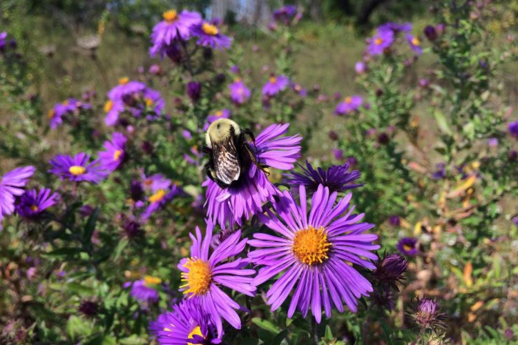 Bee on aster. Photo from NWF