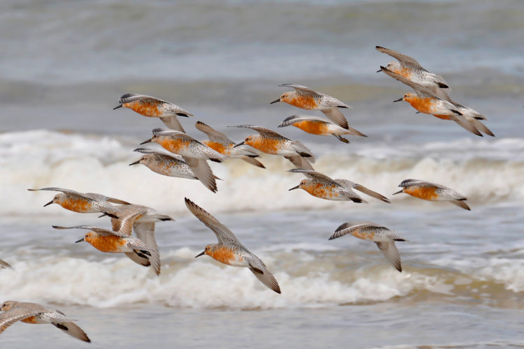 Red Knots in flight. Photo by Caudio Dias Timm/ Flickr