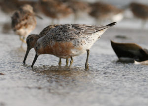 Red Knots Feeding. Photo by GA Wildlife Resource Division/ Flickr