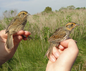 Saltmarsh Sparrow (right) and Nelson's Sparrow (left). Photo by Chris Elphick / USFWS WordPress