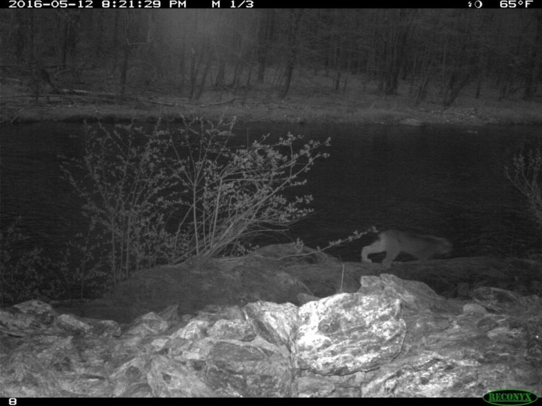 A suspected lynx photographed with a game camera monitoring a wildlife underpass in Searsburg. Photo from Vermont Fish and Wildlife Dept.