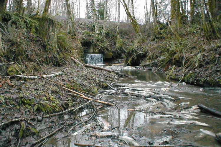 Coho salmon blocked by insufficient culvert. Photo from WDFW