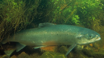Atlantic salmon. Photo by William Hartley/ USFWS