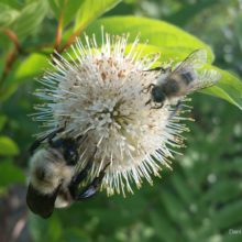 Buttonbush. Photo: Dani Tinker.