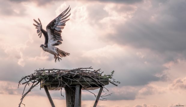 Ospreys feast on live fish, which they are able to catch by diving into water. These raptors nest in the refuge.