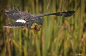 A bird, the snail kite, flying while holding a snail.
