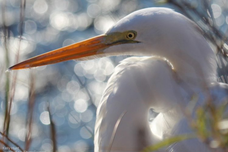 Great egret. Photo by Kelly Hunt, National Wildlife Photo Contest entrant