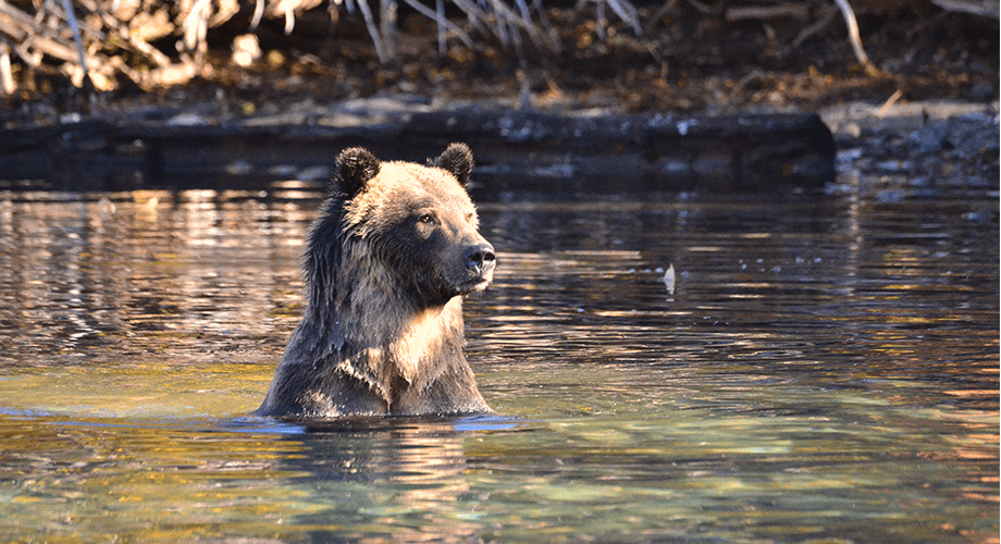 About the Grizzly Bear - Grizzly bear conservation and protection