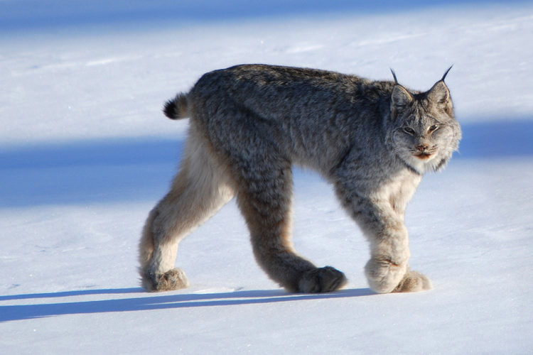 The furry feline’s massive paws allow it to hunt atop snowpack like a cat on snowshoes. Photo by Keith Williams/Flickr Creative Commons.