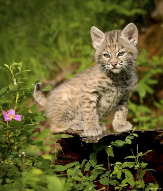 Although they’re typically elusive creatures, bobcats like this young cub have been spotted along the refuge’s trails.