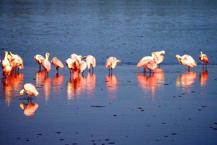 Visit roseate spoonbills in the Ding Darling National Wildlife Refuge. Photo from USFWS