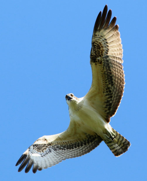 Osprey. Photo by Taj Schottland
