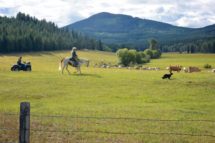 Ranchers and range rider bring in cows in Colville National Forest as part of CNW's Ranger Rider Pilot Project. Photo by Chase Gunnell, Conservation Northwest