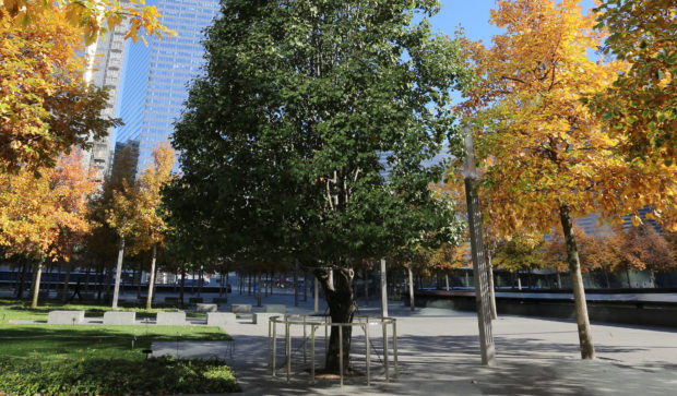 Survivors Tree - Photo Courtesy of 911 Memorial Museum