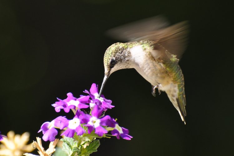 Hummingbird. Every summer we get hummingbirds on our deck driking from flowers or from the feeder hanging nearby.