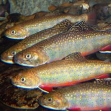 brook trout