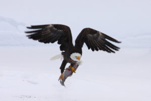 eagle-with-trought-credit-usfws