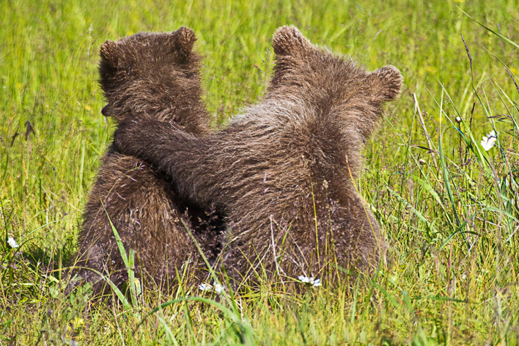 These two Alaskan Coastal Brown Bear Cubs have been left alone by their mother, right in front of a small group of photographers. The adult bears are habituated to accept small groups of photographers, who are under the supervision of professional guides, who closely monitor the actions, and distance from the bears, of the photographers. The mother of these two cubs was so comfortable with our presence, that she walked away from both us and the cubs. The two cubs sat down, and one put its leg and paw over the shoulder of the other, so, as if to say “don’t worry—mom will come back”.