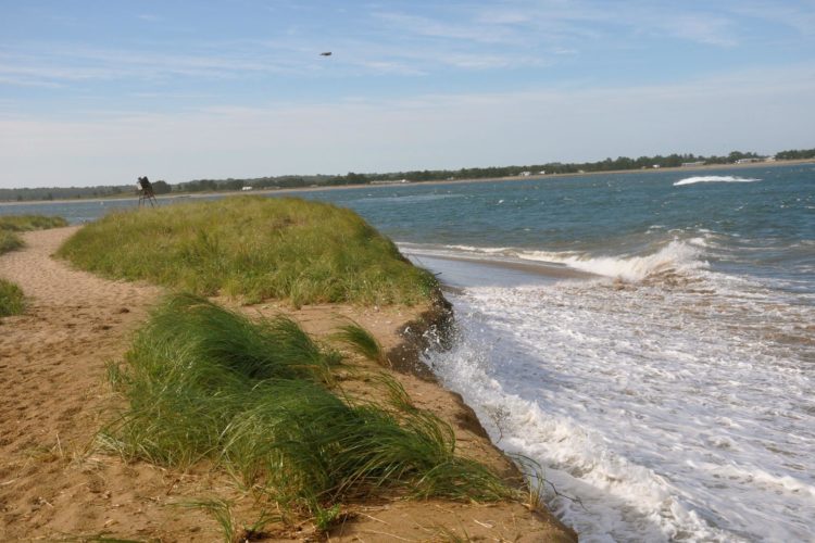 Vegetated dunes like this provide valuable flood protection to people living on Plum Island. Photo by Bill Sargent.