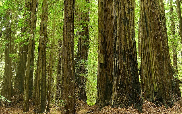 Redwood forest. Photo by Jason Hollinger