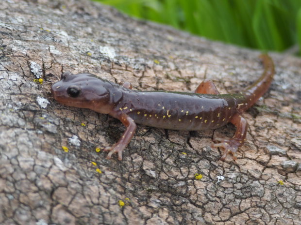 Arboreal salamanders live high up in the branches of trees. Photo by J. Maughn.