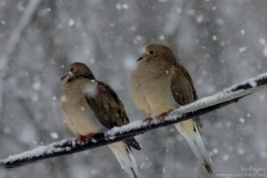 Mourning doves photo by Barry Mickey