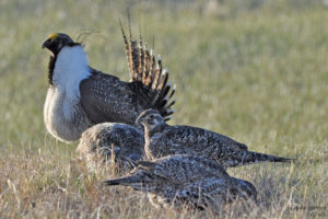 Greater sage-grouse and 3 hens photo via UFWS