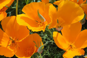 California poppies photo by Austin Yeh