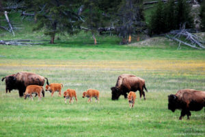 Bison photo by Julie Schultz