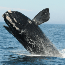 North Atlantic right whale
