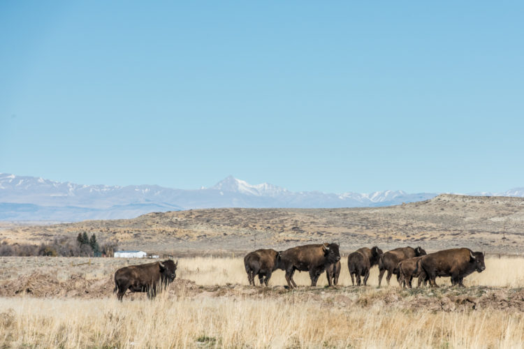 bison at Wind River