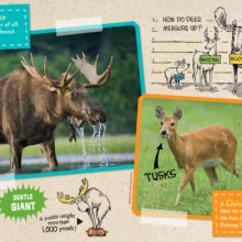 Deer Family article