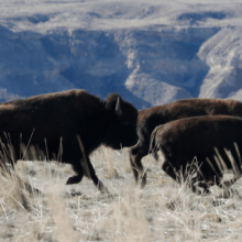 bison run