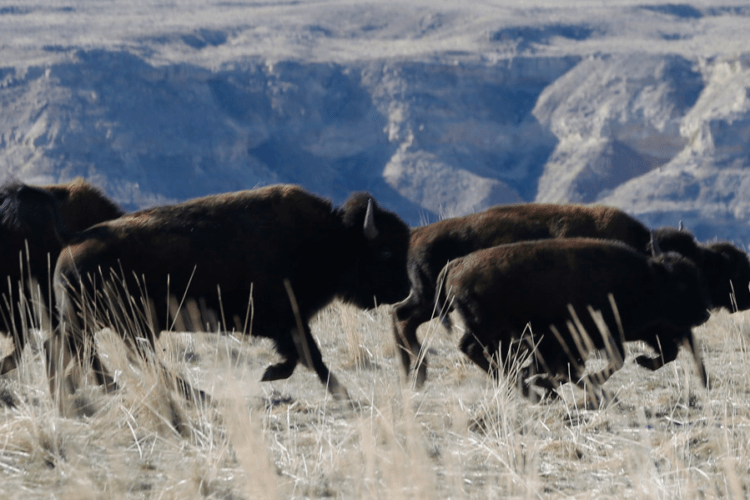 bison run