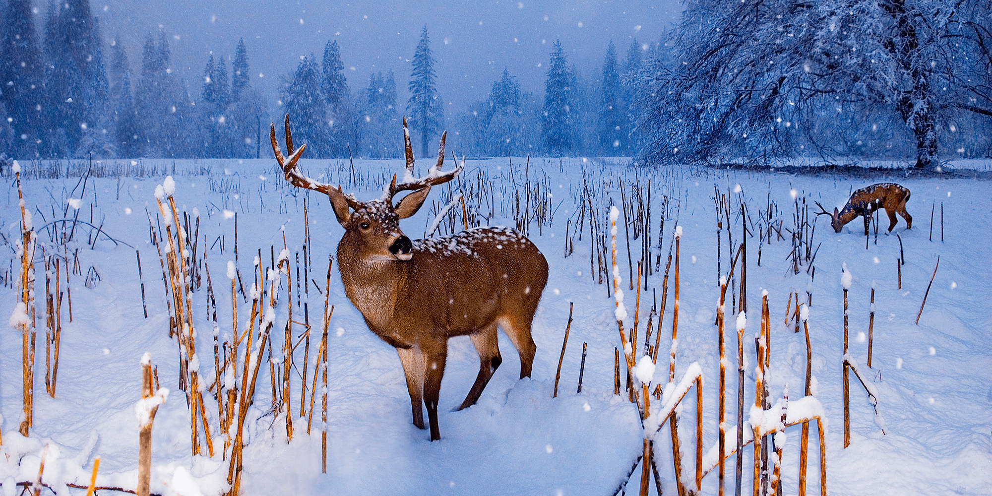 snowy deer