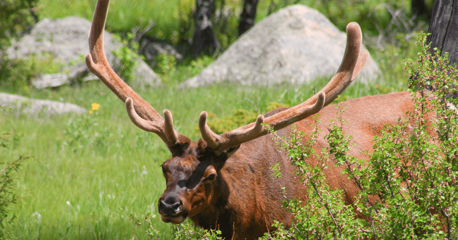 Elk in bushes