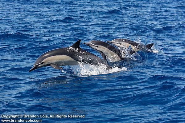 Common Dolphins jumping.