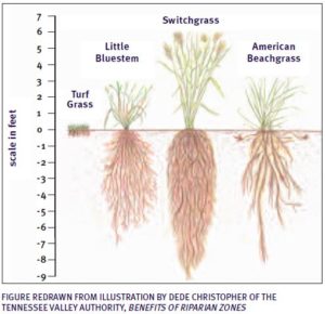 Native dune grasses have incredibly deep roots. Taken from MA CZM's StormSmart Properties Fact Sheet 3.