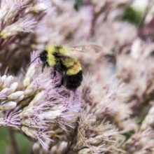 Rusty patched bumble bee (Bombus affinis)