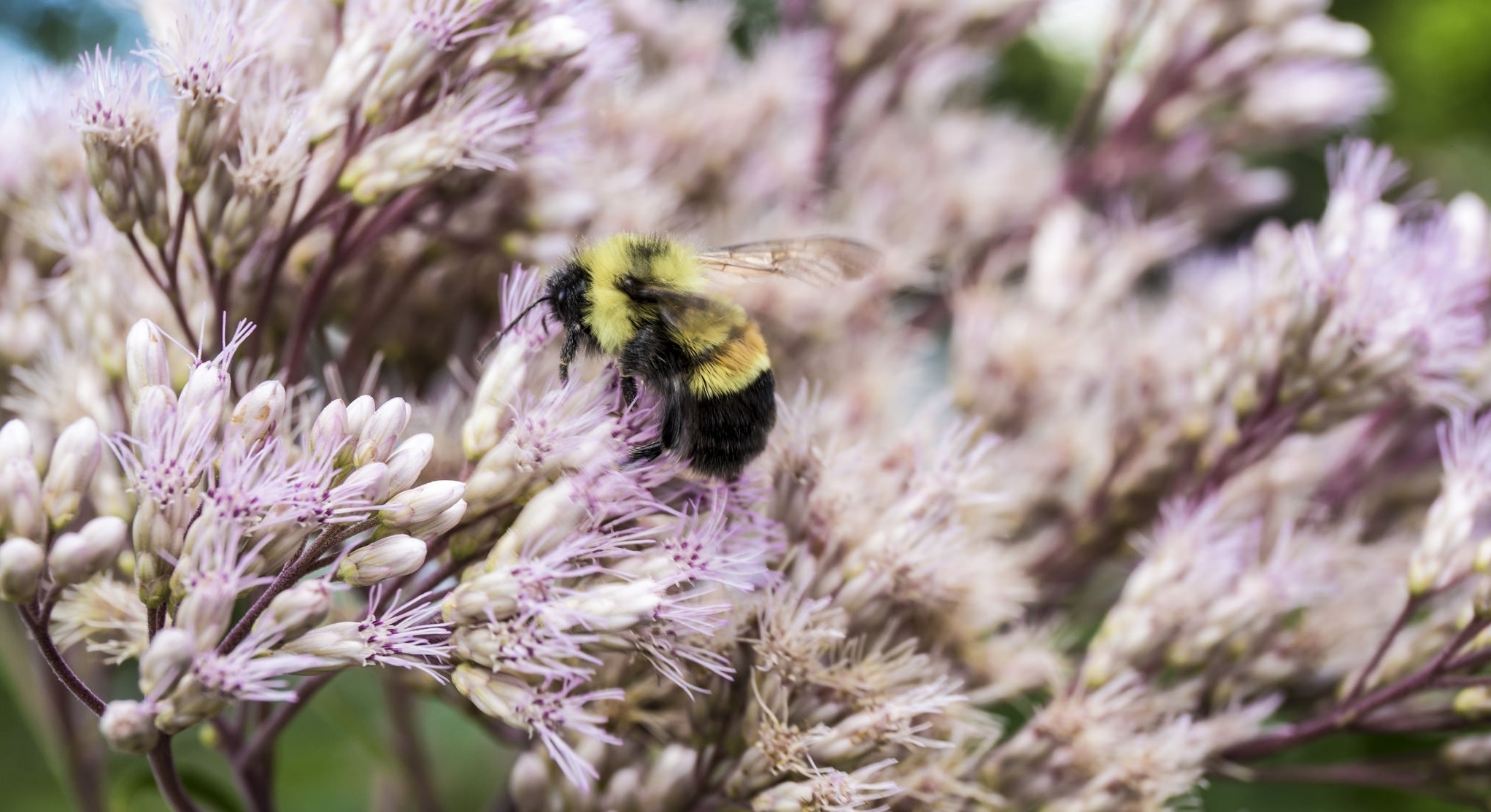Rusty patched bumble bee (Bombus affinis)