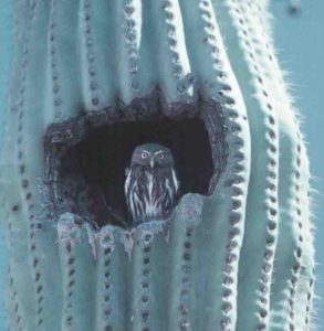 Ferruginous cactus pygmy owl. Photo courtesy Arizona Game and Fish Department.