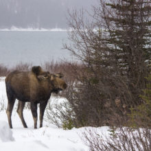 moose in winter