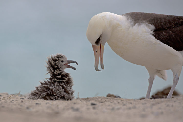 Laysan albatross chick and mom. Photo by Dan Clark, US Fish and Wildlife Service
