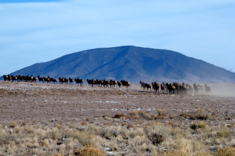 A herd of elk in the Rio Grande del Norte National Monument. Photo by Bureau of Land Management. 