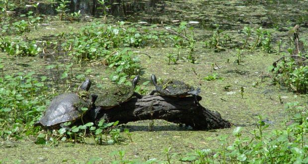 Turtles at Barataria Preserve. Photo National Park Service.