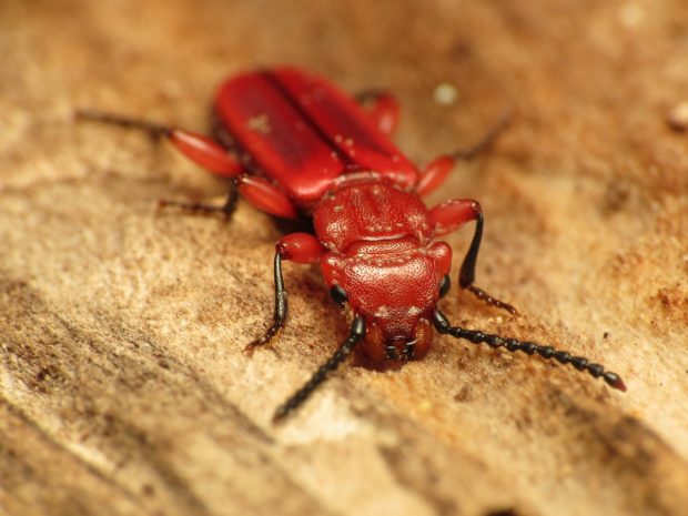 Red flat bark beetle